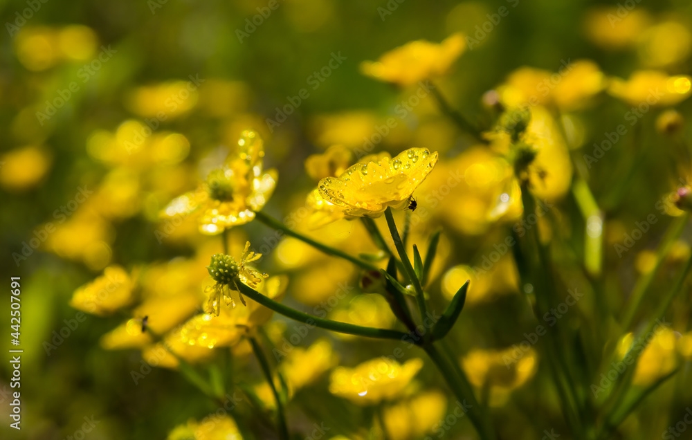 wild yellow flowers close up in the grass. sunny day wild yellow flowers close up in the grass. sunny day