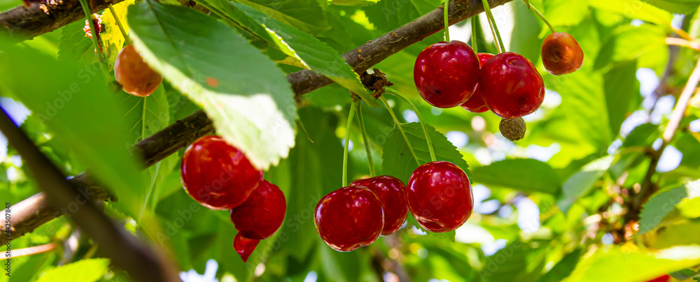 Obraz premium Red ripe cherries hanging on tree branches on a summer sunny day