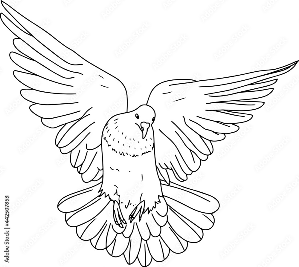 Fototapeta premium vector illustration with a pigeon. black and white drawing of a bird. line art.