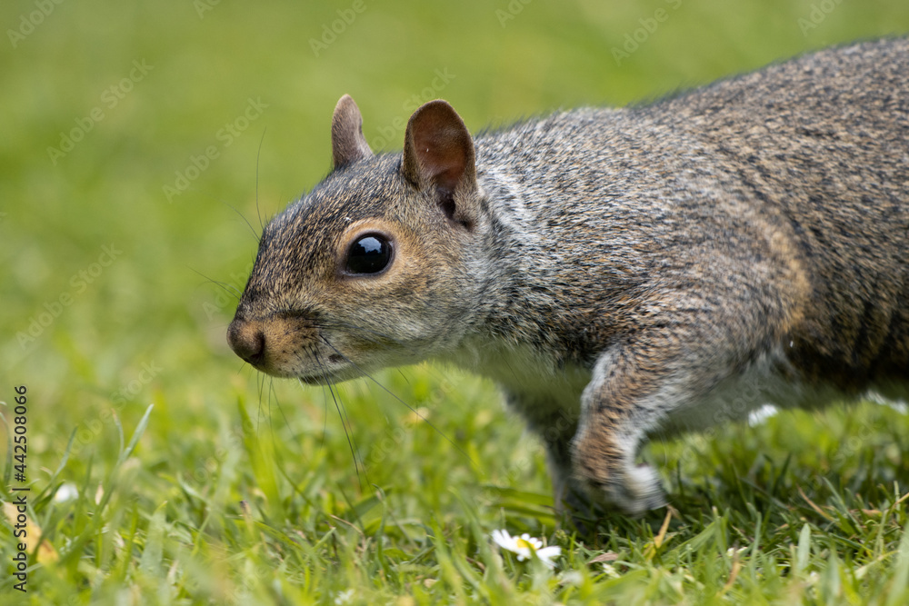 squirrel in the grass squirrel in the grass