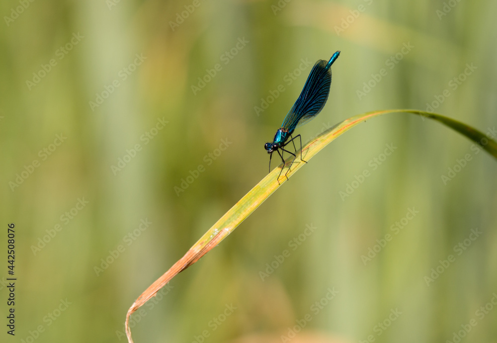 strikosa on a branch of a grind