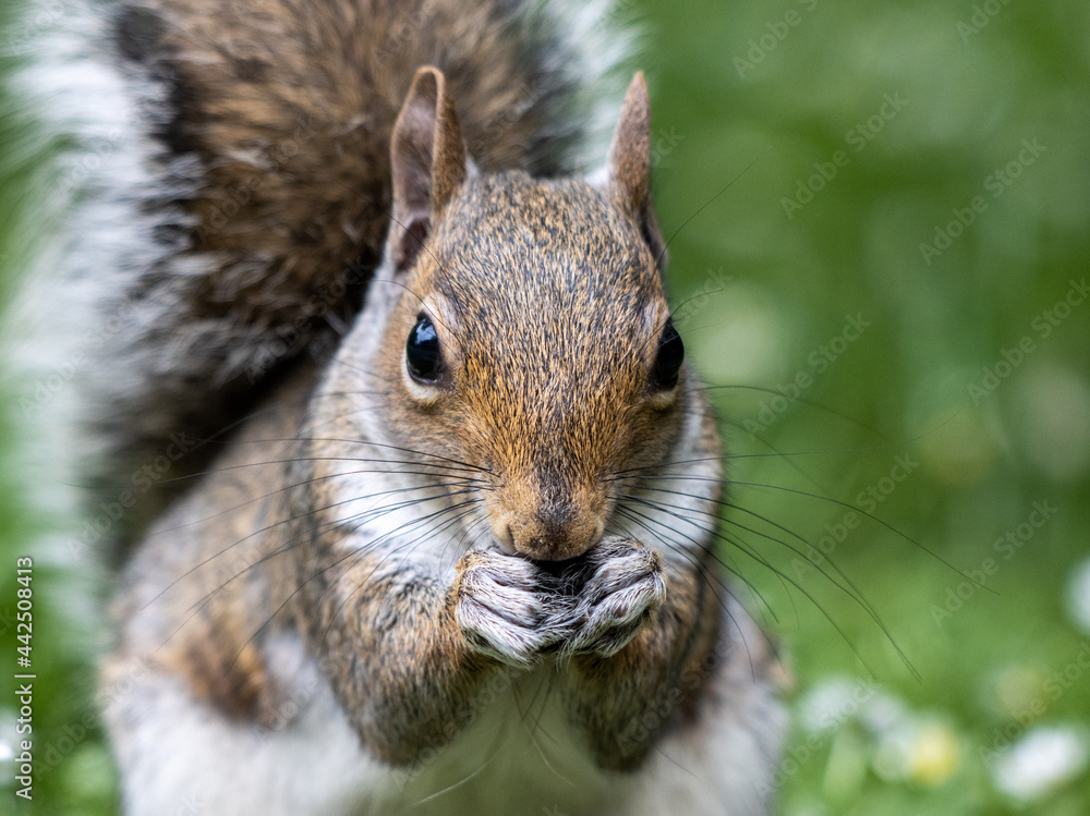 squirrel eating nut
