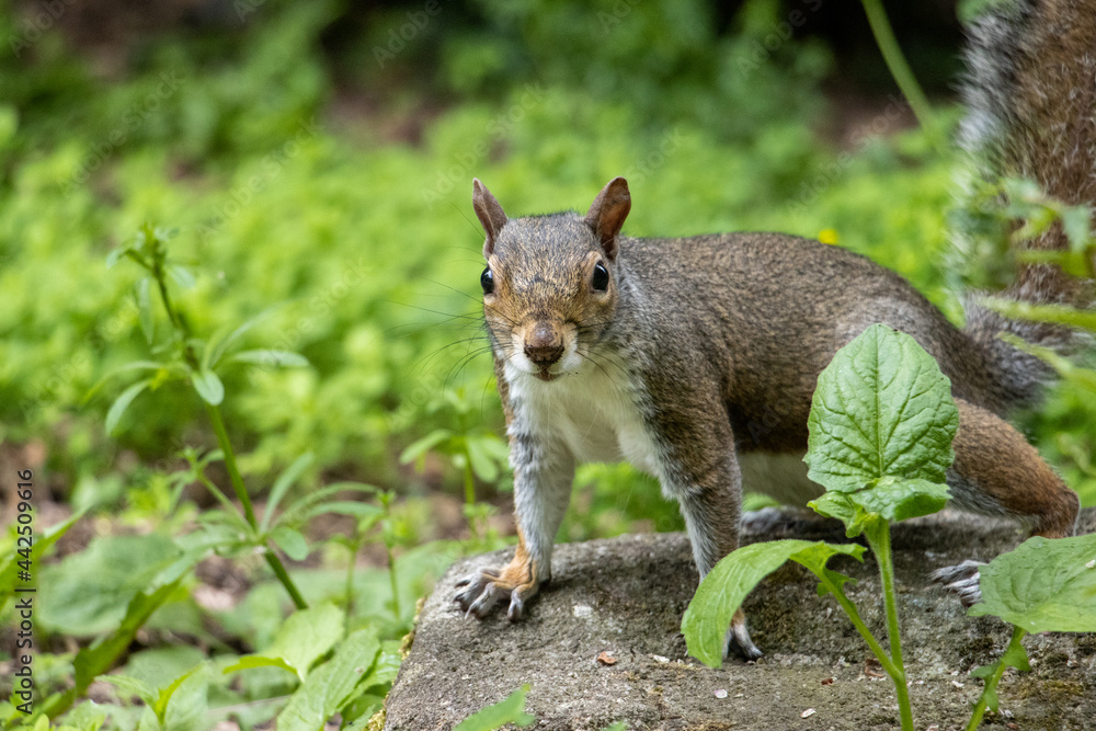 squirrel on a tree