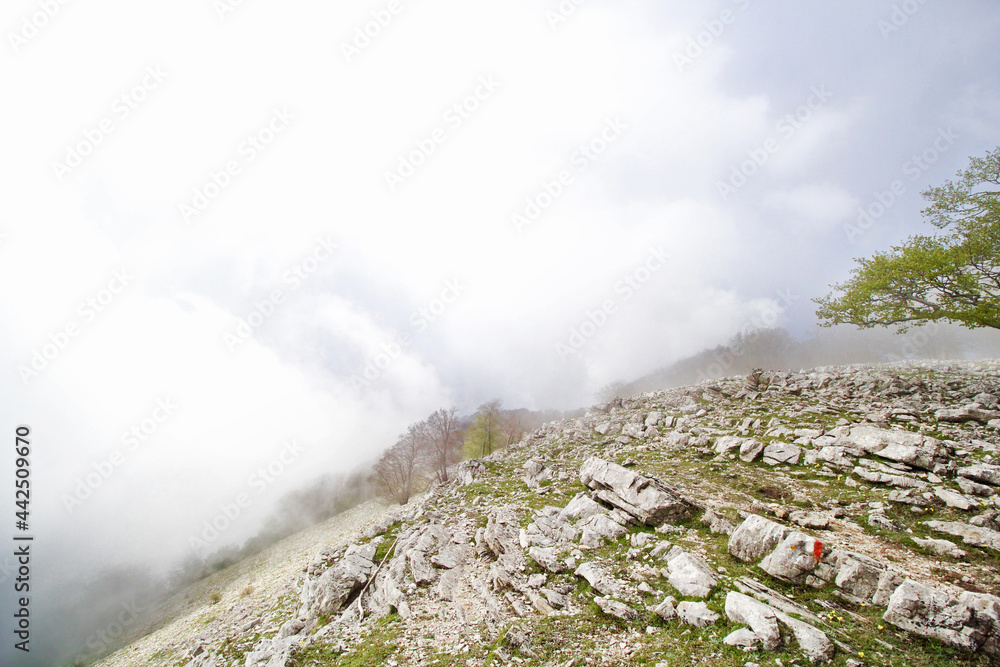 Fototapeta premium tree in the fog