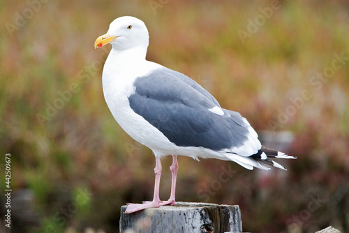 Pacifische Mantelmeeuw, Western Gull, Larus occidentalis photo