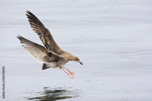 Pacifische Mantelmeeuw, Western Gull, Larus occidentalis