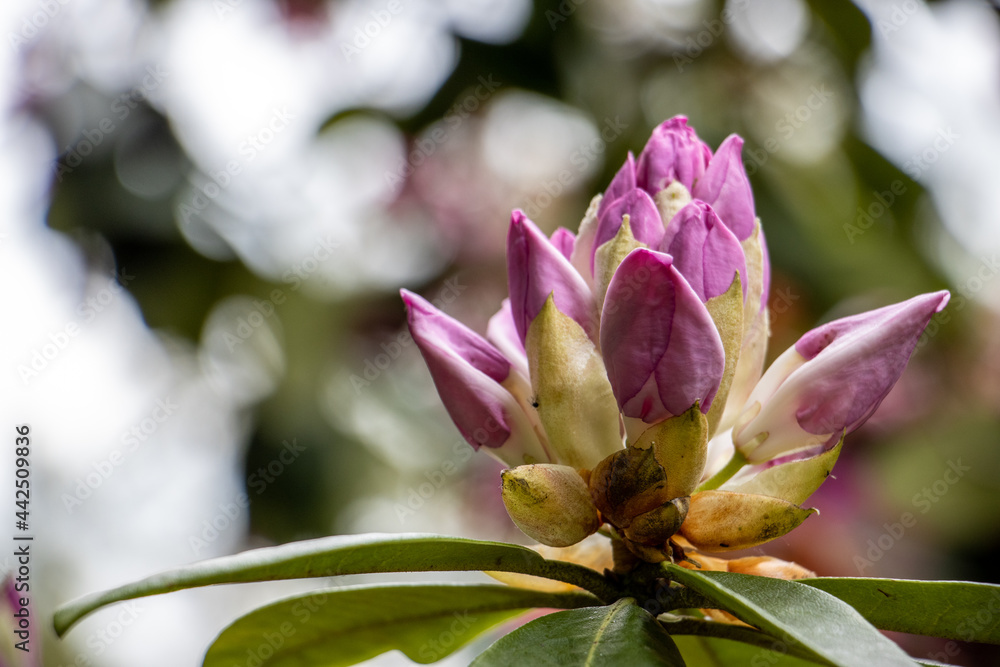 Fototapeta premium close up of pink flower