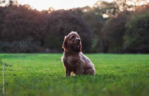 cocker spaniel puppy