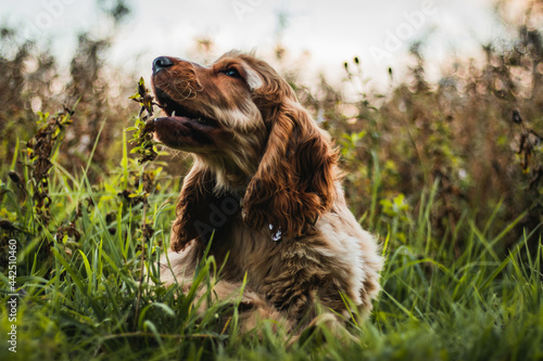 Obraz na płótnie cocker spaniel puppy