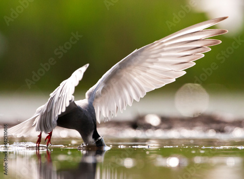 Witwangstern, Whiskered Tern, Chlidonias hybrida photo