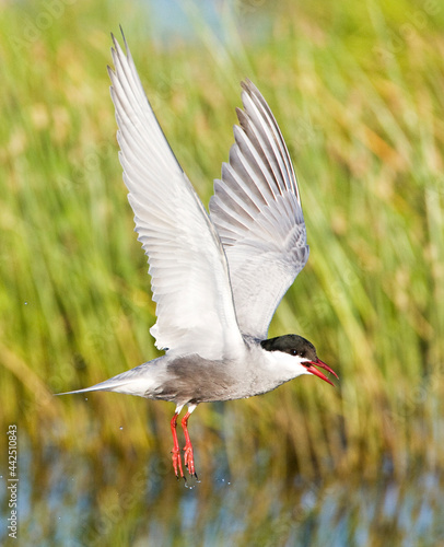 Witwangstern, Whiskered Tern, Chlidonias hybrida photo