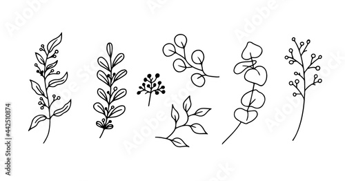 Eucalyptus doodle branch.Set of plants and tree branches with leaves and berries. Hand drawn botanical illustration. Black and white doodle vector image.
