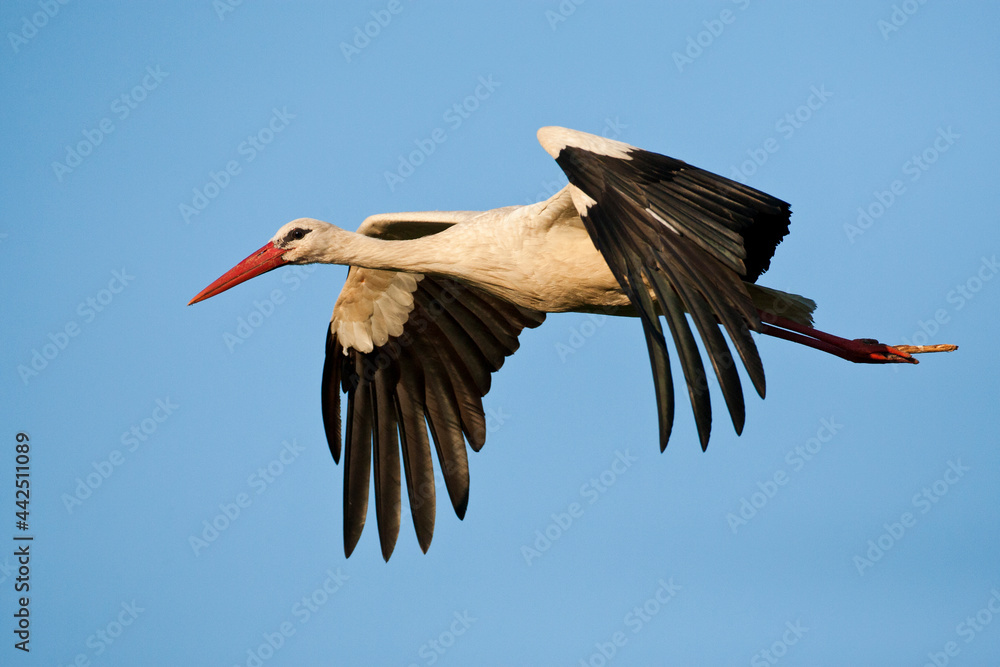Naklejka premium Ooievaar, White Stork, Ciconia ciconia