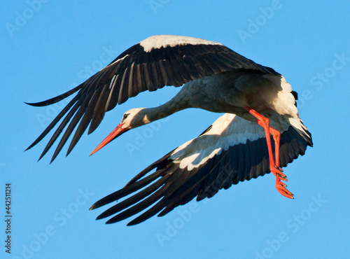 Ooievaar, White Stork, Ciconia ciconia photo