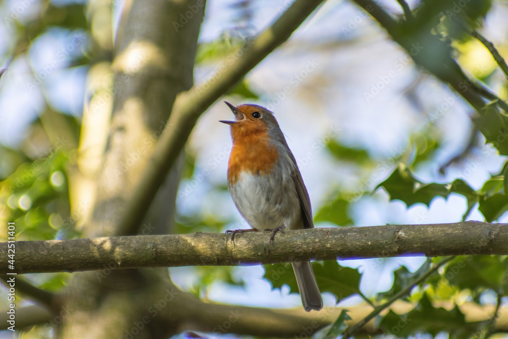 a robin perched on a branch chirping