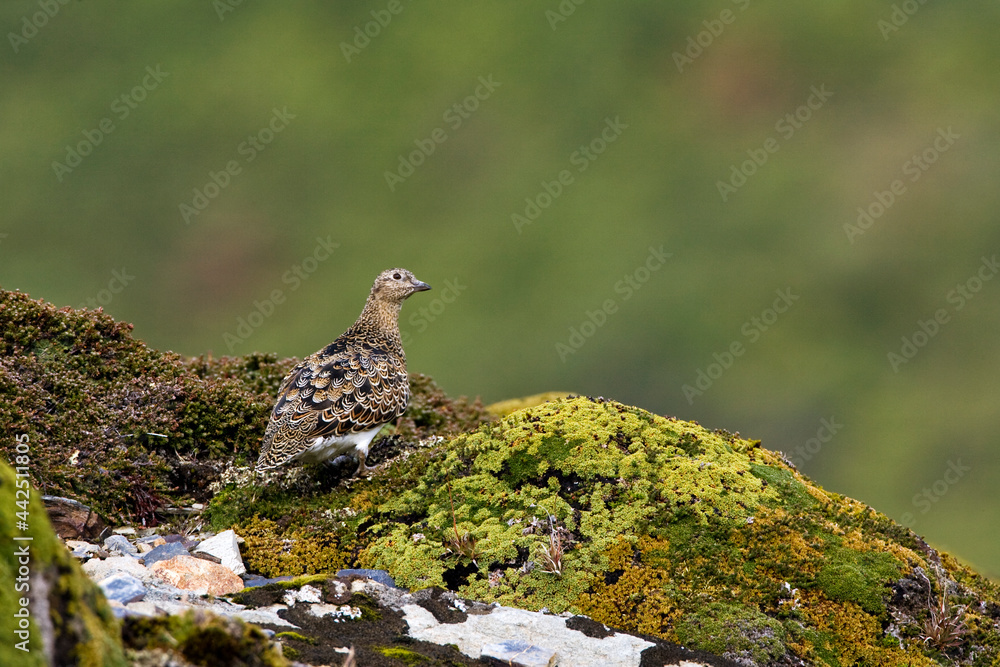 Obraz premium Witbuikkwartelsnip, White-bellied Seedsnipe, Attagis malouinus