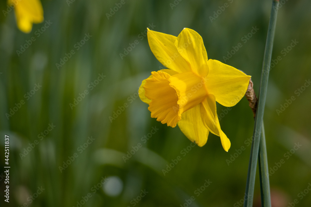 Fototapeta premium yellow daffodil flower