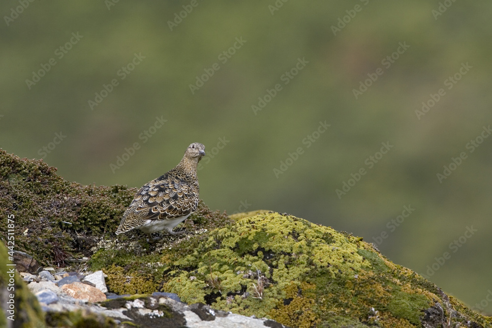 Obraz premium Witbuik-kwartelsnip, White-bellied Seedsnipe, Attagis malouinus