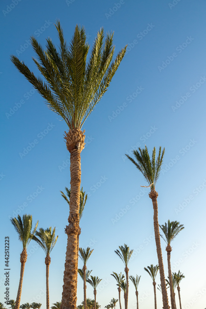 Palm trees with a blue sky on the background.