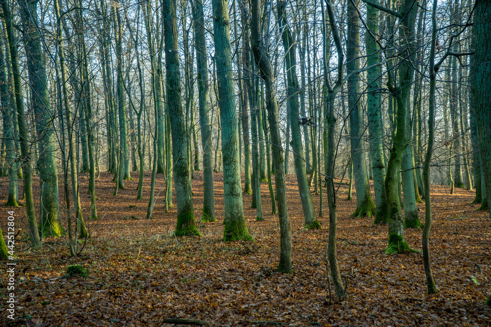 autumn sunny forest with trees and bloated leaves autumn sunny forest with trees and bloated leaves