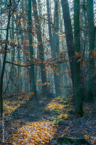 autumn sunny forest with trees and bloated leaves