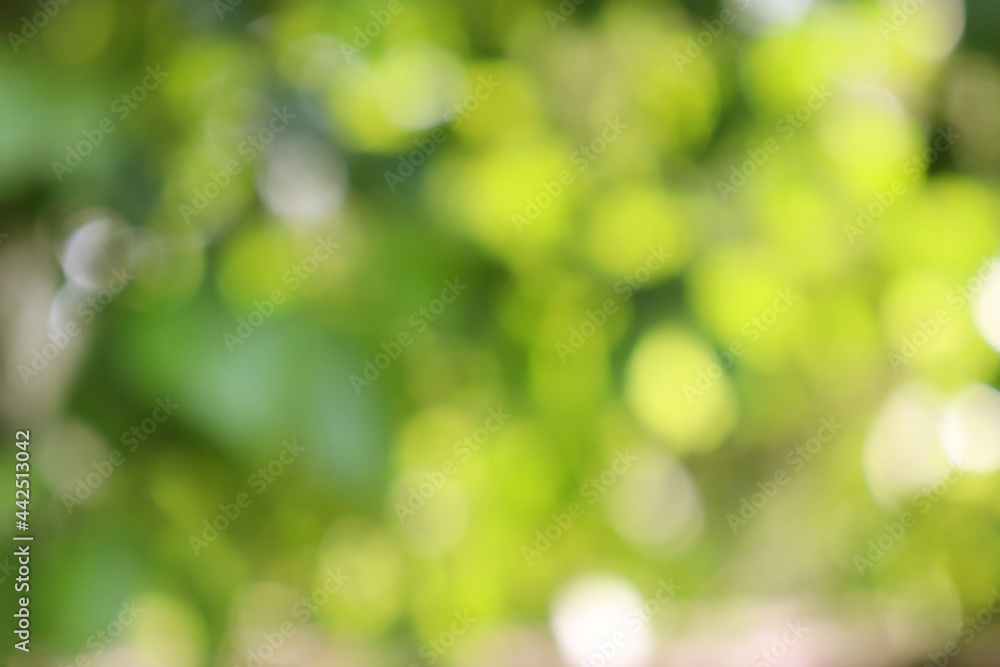 Obraz premium Abstract blurred green background sunlight
