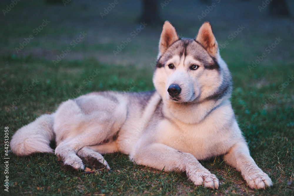 The Siberian Husky rests on the grass in the evening in the warm rays of the setting sun The Siberian Husky rests on the grass in the evening in the warm rays of the setting sun
