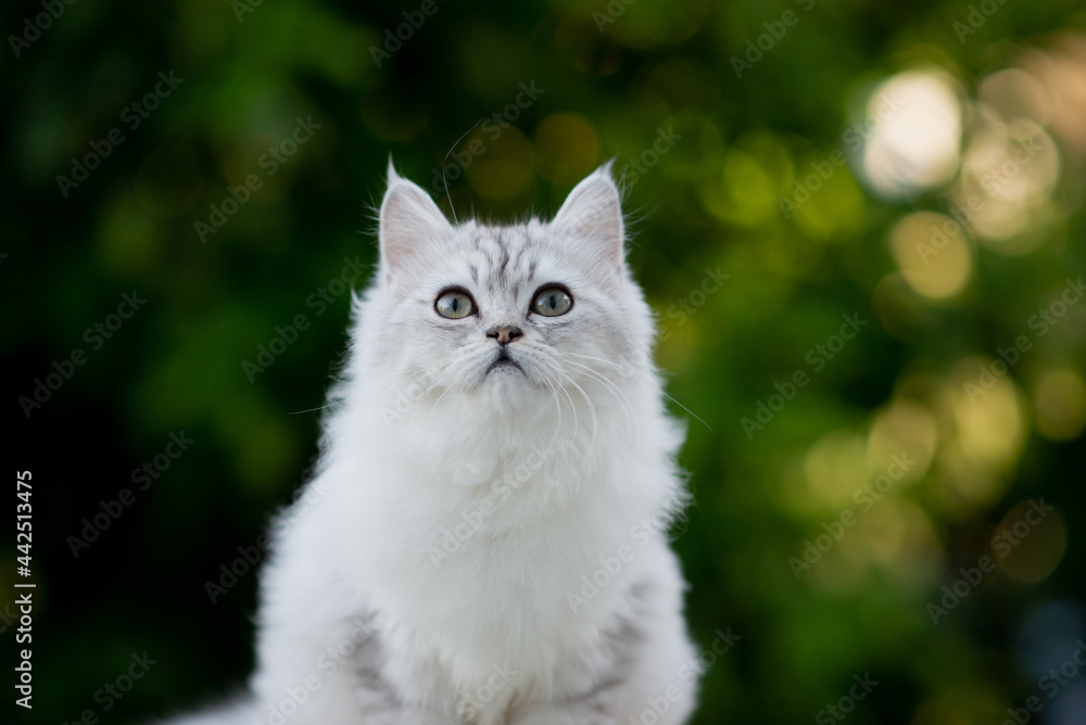 Persian Kitten With Nature Background