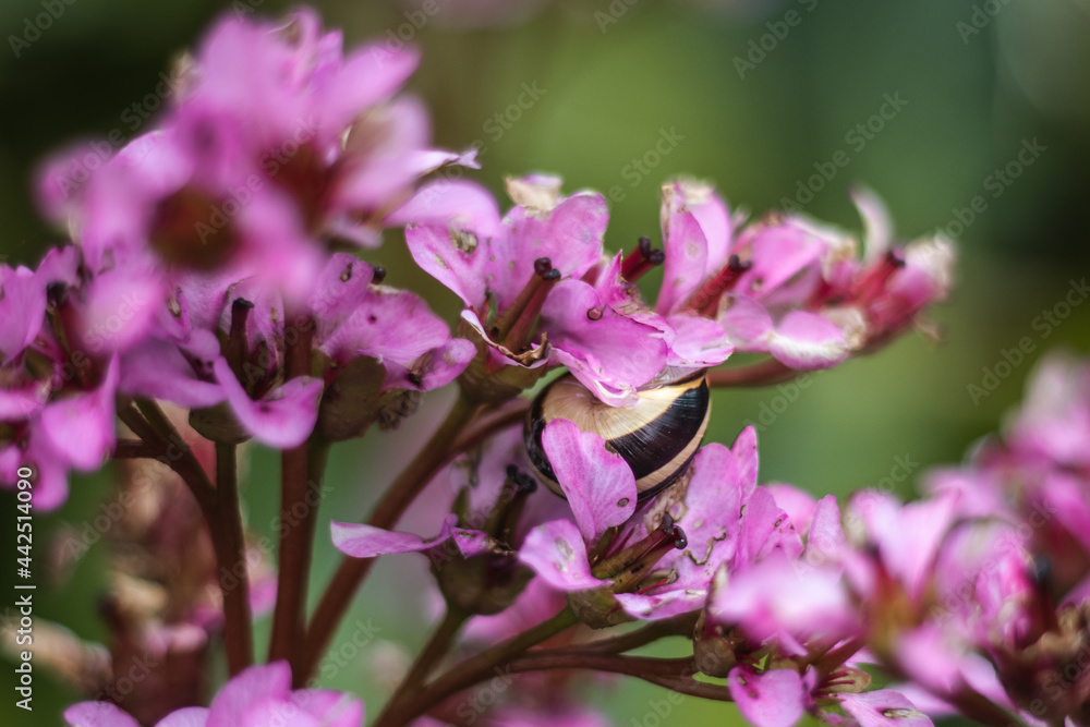 bee on pink flower bee on pink flower