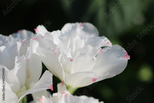 Eustoma is a white flower in summer
