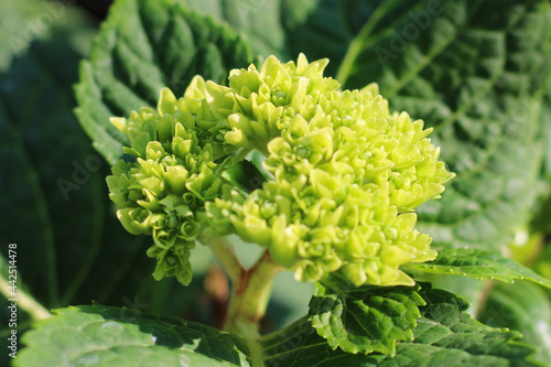 Beautiful macrophile hydrangea Amethyst