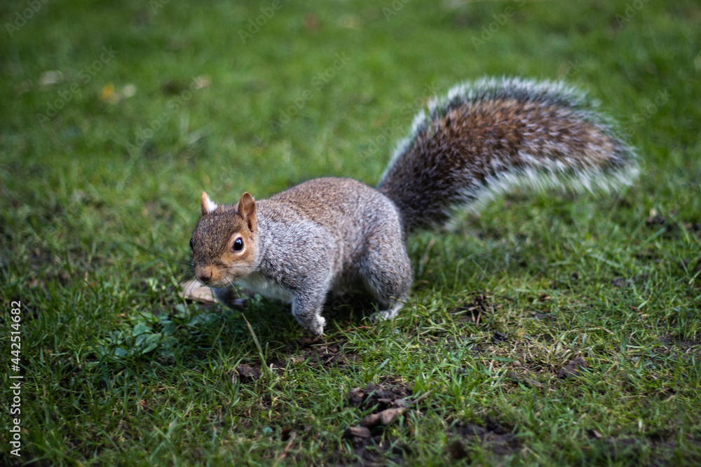 Obraz premium squirrel in the park