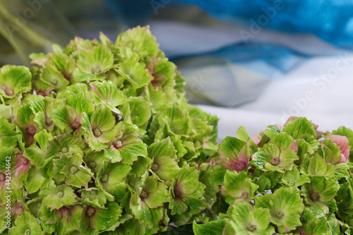 Beautiful macrophile hydrangea Amethyst