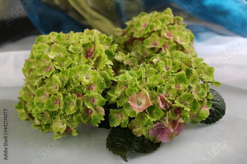 Beautiful macrophile hydrangea Amethyst
