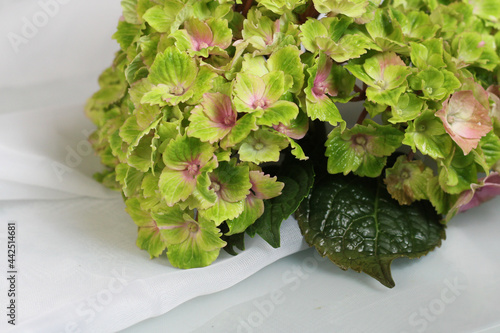Beautiful macrophile hydrangea Amethyst