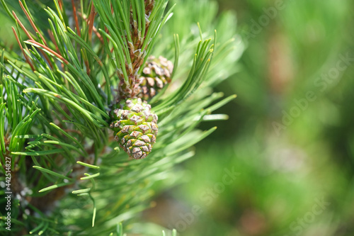 Spruce green young cones on spruce green branches on a sunny day. Free space for text