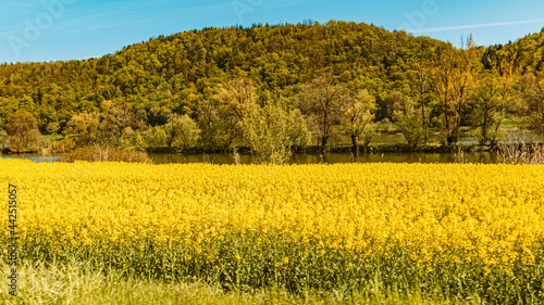 Beautiful spring view with yellow rapeseed fields near Vilshofen, Danube, Bavaria, Germany photo