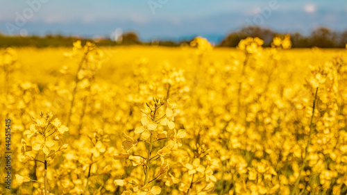 Details of beautiful rapeseed flowers on a sunny day in spring near Wallerdorf  Bavaria  Germany