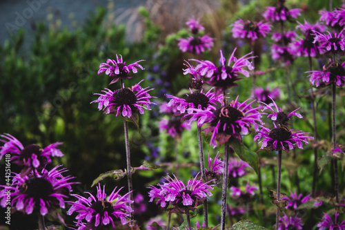 field of flowers