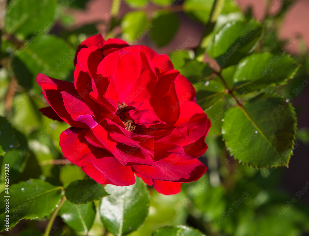A red climbing rose.
 Climbing roses prefer sunny areas, decorating arches, fences, walls.