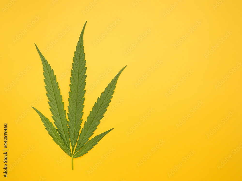 Top view of green cannabis leaves isolated on yellow background. Alternative medicine. Growing organic cannabis herb on the farm. Marijuana plantation for medical concept Top view of green cannabis leaves isolated on yellow background. Alternative medicine. Growing organic cannabis herb on the farm. Marijuana plantation for medical concept