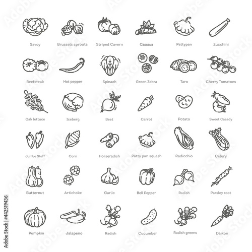 Vegetables set. Basic vegetables thin line icons