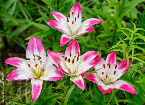 Asian Lily Lollypop.
 These are beautiful flowers of two-tone color: the middle is snow-white with small brownish inclusions, and the tips of the petals are crimson-pink. The size of the petals is 9 c