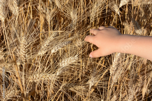 Hands of a little girl touching the ears of wheat at sunset