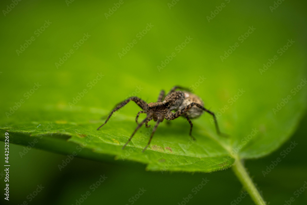 Spider woman with a bag of eggs. Concept: care, motherhood, offspring Spider woman with a bag of eggs. Concept: care, motherhood, offspring