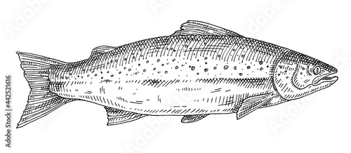 Whole fresh fish salmon on white. Vintage engraving monochrome black illustration.