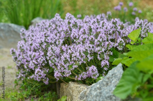 Photography Flowering Thymus serpyllum, known by the names creeping thyme, Breckland wild thyme or elfin thyme