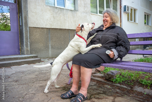 Fototapeta Naklejka Na Ścianę i Meble -  Smiling Elderly Woman Sitting on a Bench with Dog Trying to Lick her Face