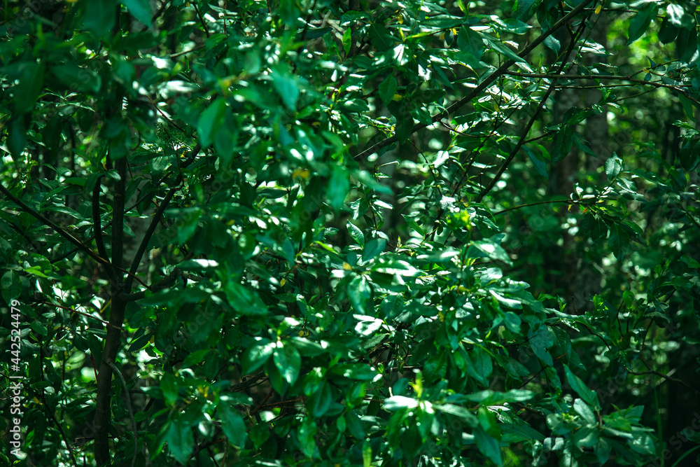 Green leaves of a bush in the forest.