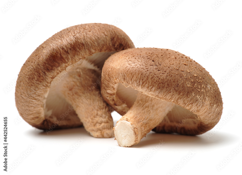 Fototapeta premium Shiitake mushroom on the White background 